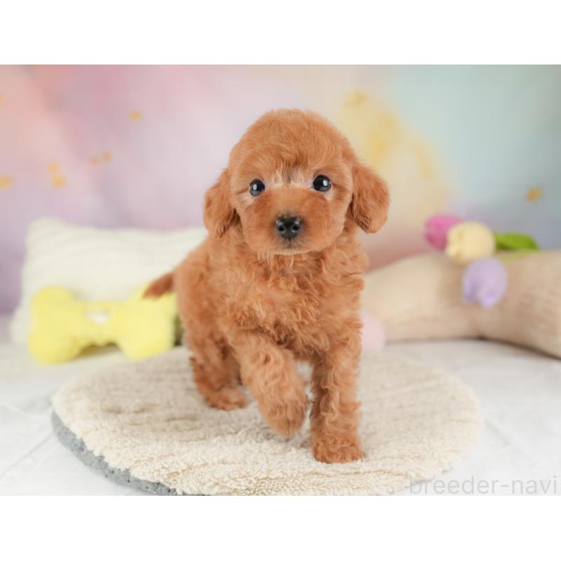 販売中の埼玉県のトイプードル-448158の3枚目