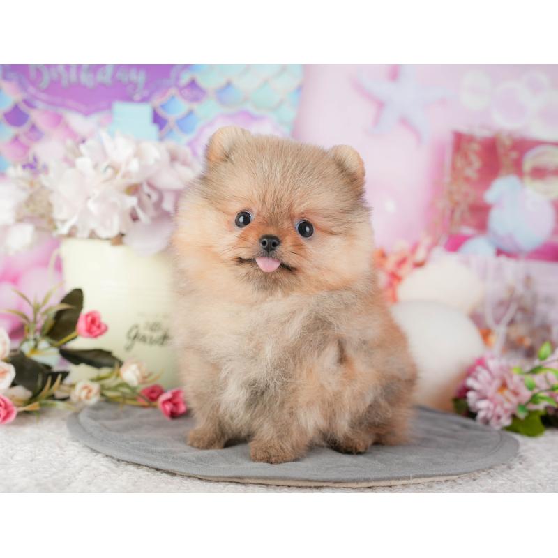 販売中の千葉県のポメラニアン-448271の1枚目