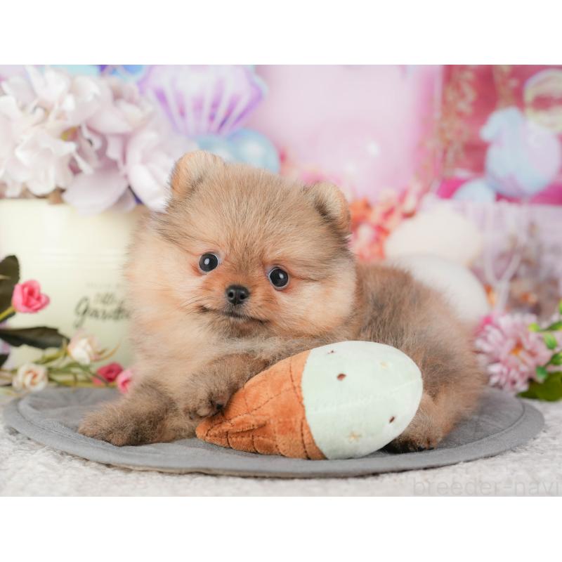 販売中の千葉県のポメラニアン-448271の11枚目