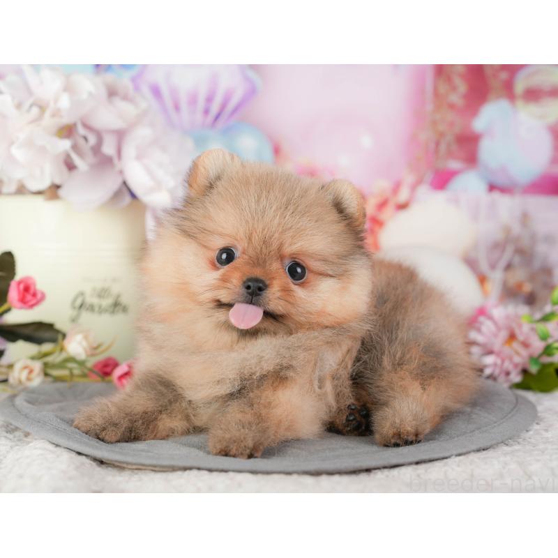 販売中の千葉県のポメラニアン-448271の9枚目