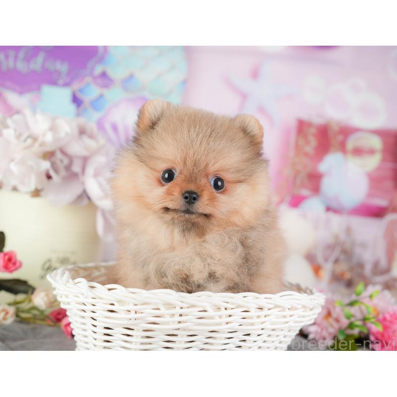 販売中の千葉県のポメラニアン-448271の8枚目