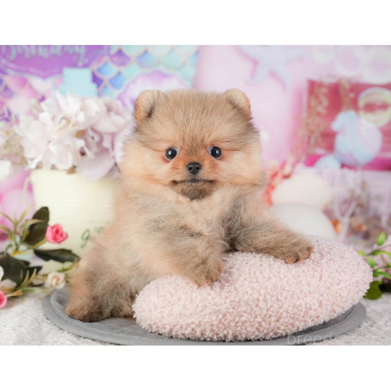 販売中の千葉県のポメラニアン-448271の7枚目