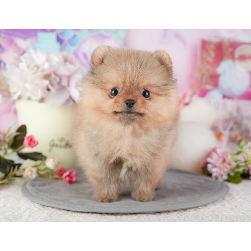 販売中の千葉県のポメラニアン-448271の6枚目