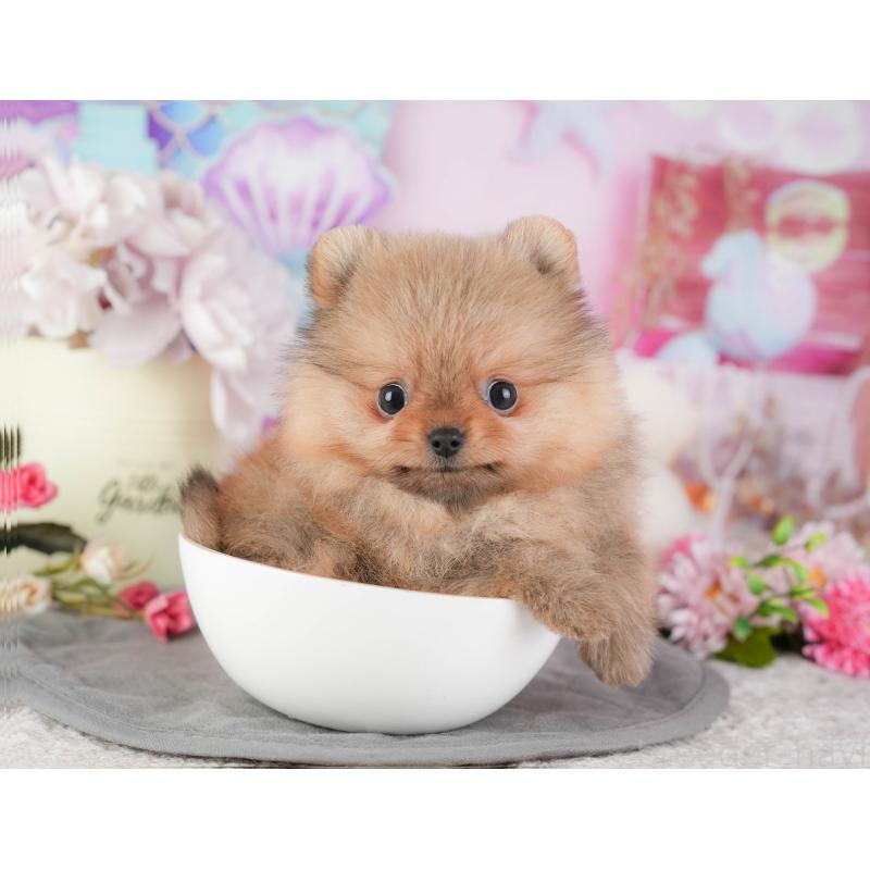 販売中の千葉県のポメラニアン-448271の5枚目