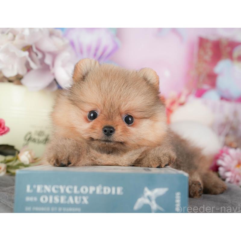 販売中の千葉県のポメラニアン-448271の4枚目