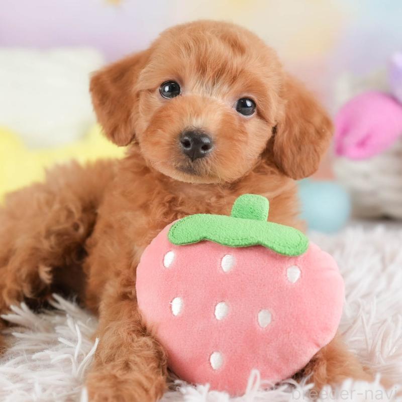 販売中の埼玉県のトイプードル-448156の13枚目