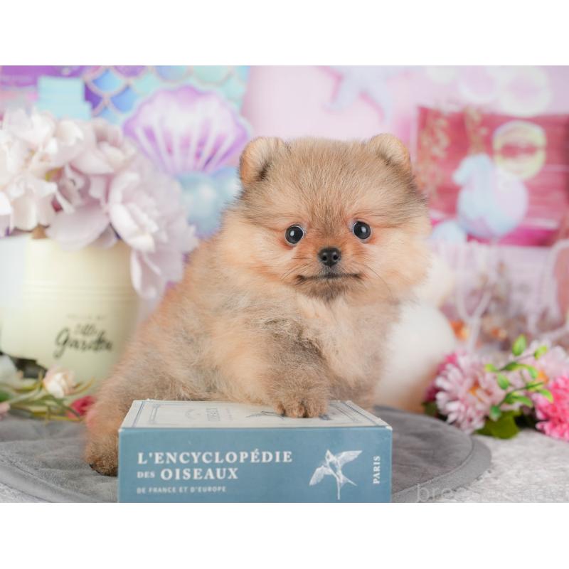 販売中の千葉県のポメラニアン-448271の3枚目