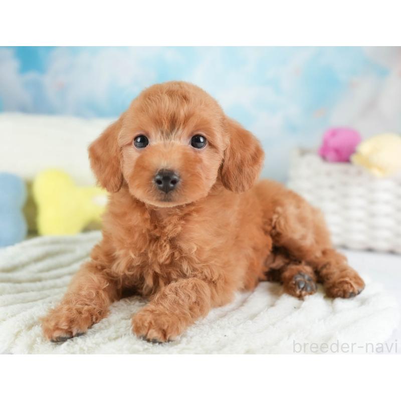 販売中の埼玉県のトイプードル-448156の12枚目