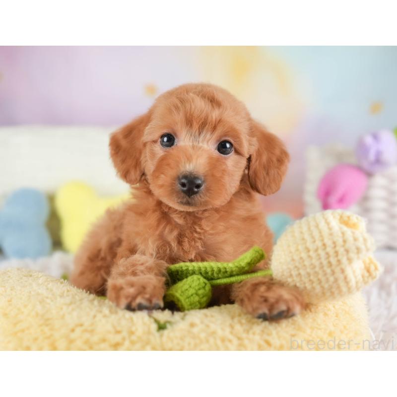 販売中の埼玉県のトイプードル-448156の11枚目