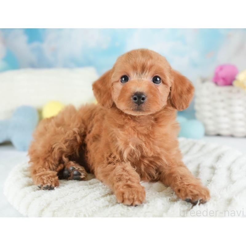 販売中の埼玉県のトイプードル-448156の9枚目