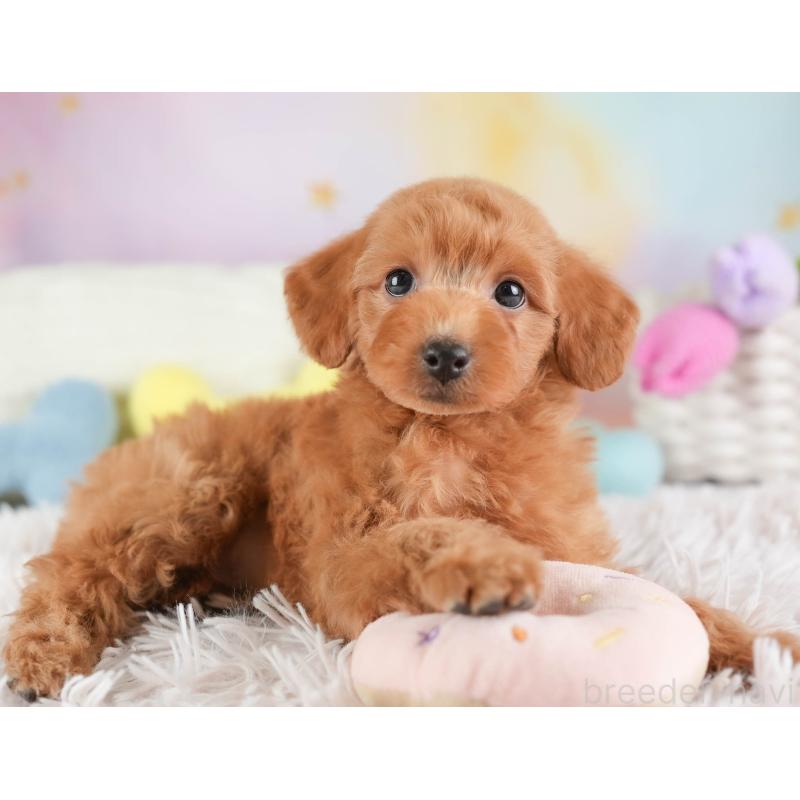 販売中の埼玉県のトイプードル-448156の8枚目