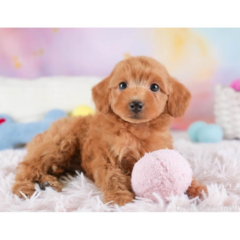 販売中の埼玉県のトイプードル-448156の7枚目