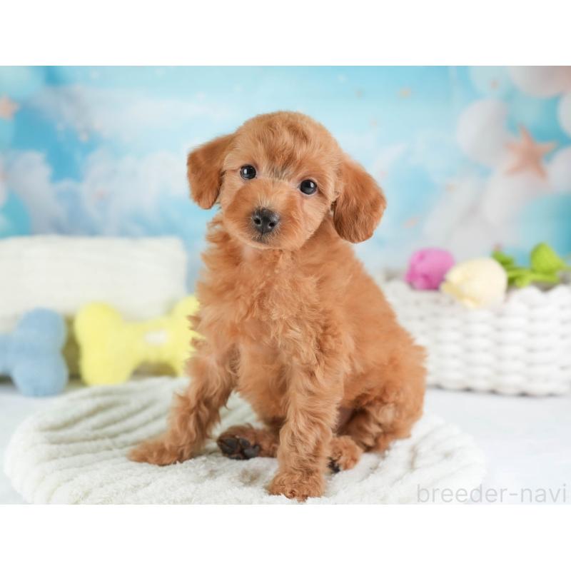 販売中の埼玉県のトイプードル-448156の5枚目