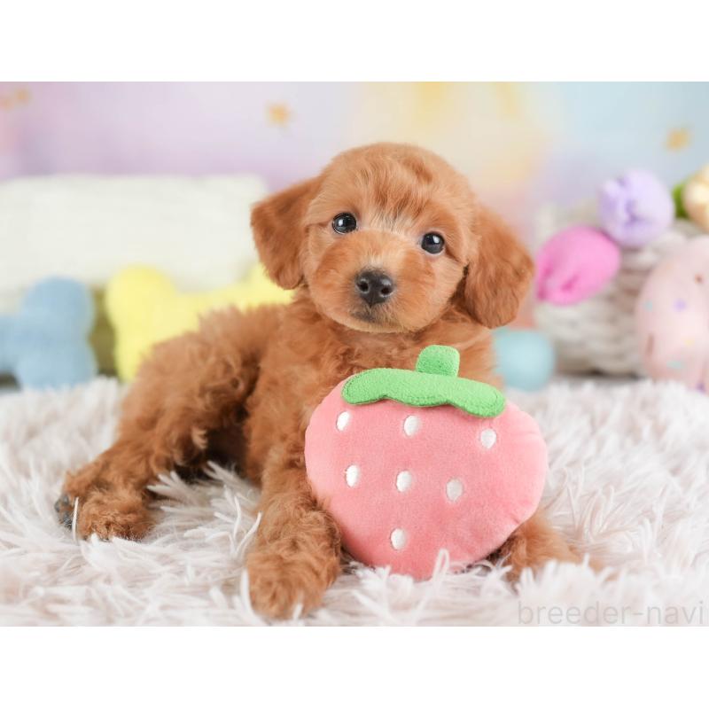 販売中の埼玉県のトイプードル-448156の4枚目