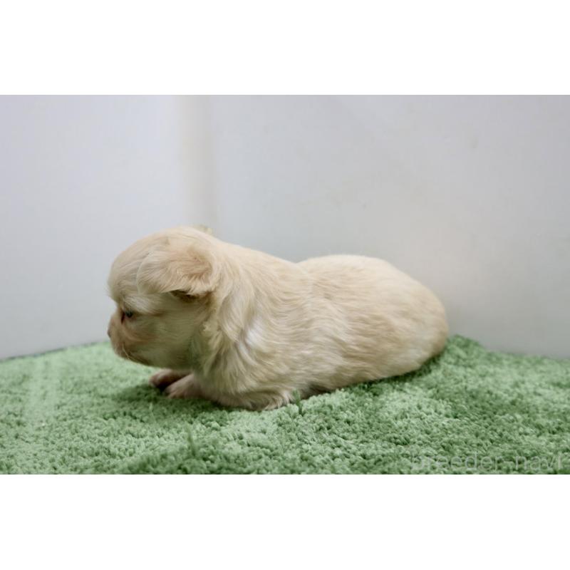 販売中の群馬県のチワワ(ロングコート)-447941の6枚目