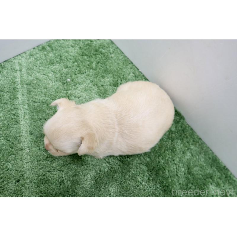 販売中の群馬県のチワワ(ロングコート)-447941の5枚目