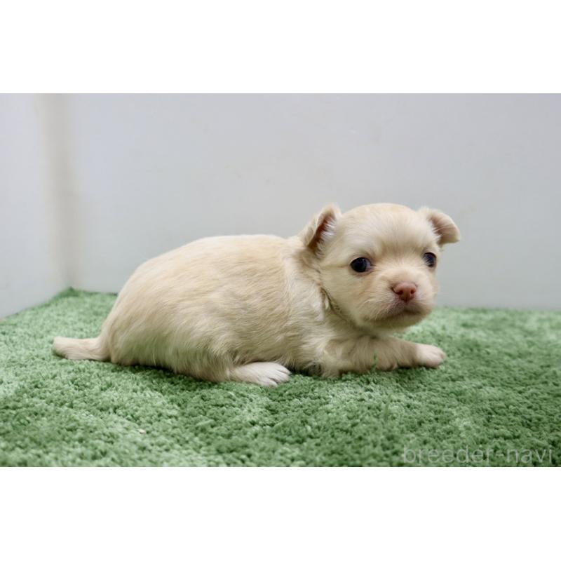 販売中の群馬県のチワワ(ロングコート)-447941の4枚目