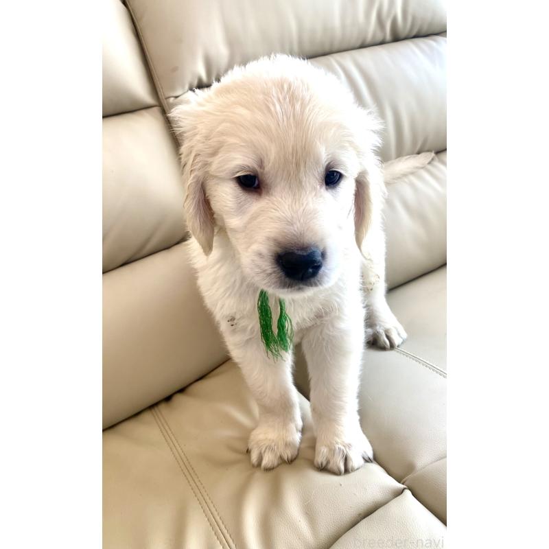 販売中の東京都のゴールデンレトリーバー-440376の25枚目