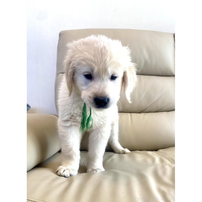 販売中の東京都のゴールデンレトリーバー-440376の24枚目