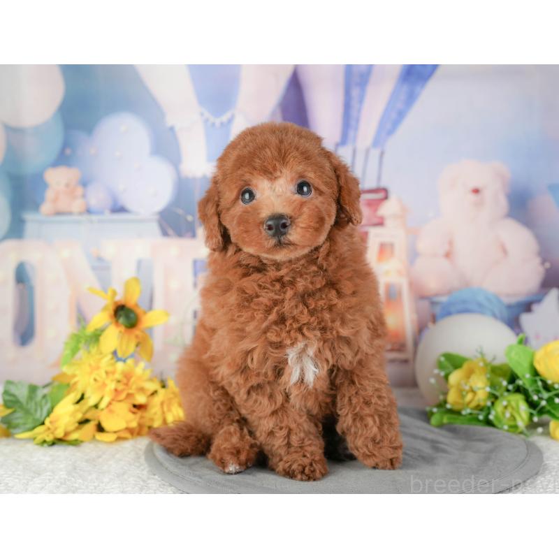 販売中の千葉県のトイプードル-448250