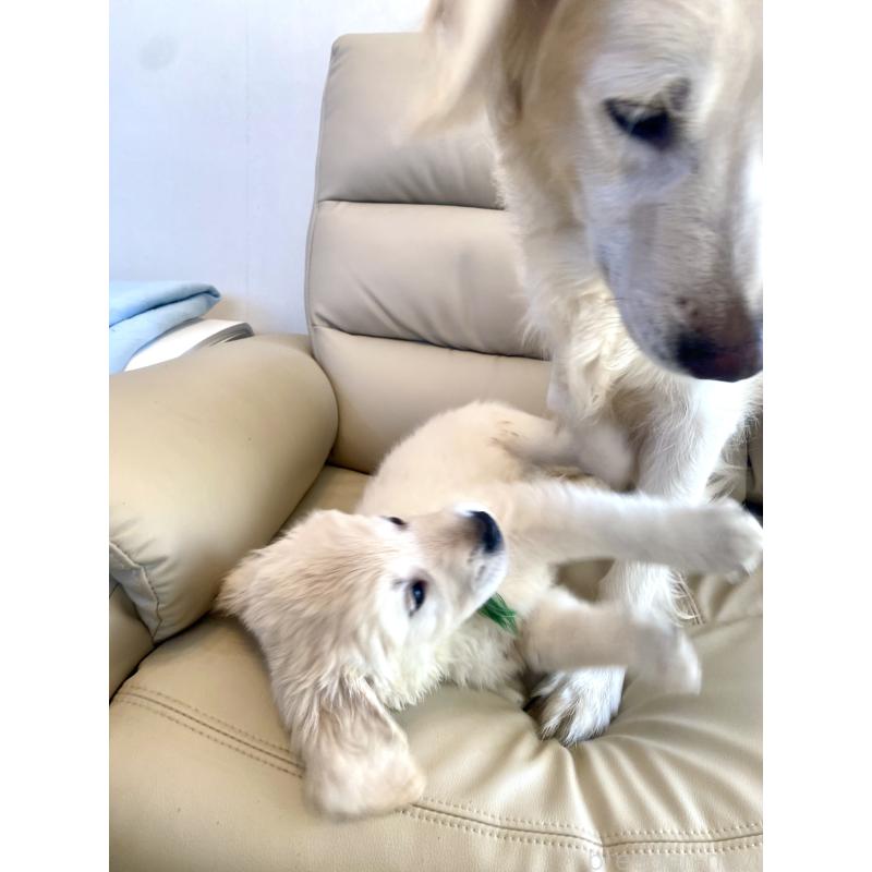 販売中の東京都のゴールデンレトリーバー-440376の23枚目