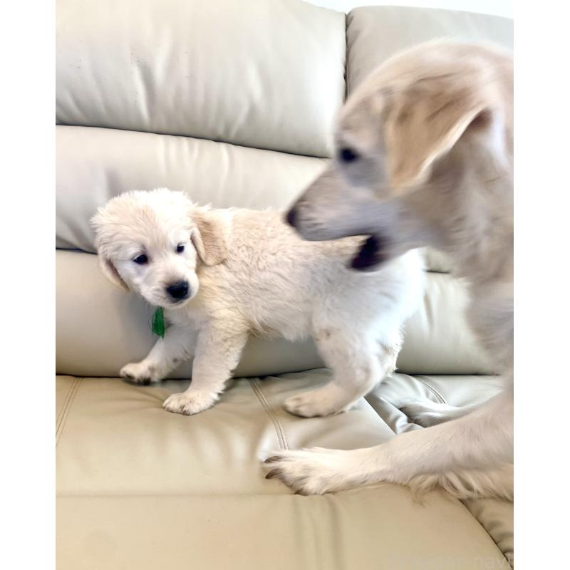 販売中の東京都のゴールデンレトリーバー-440376の22枚目