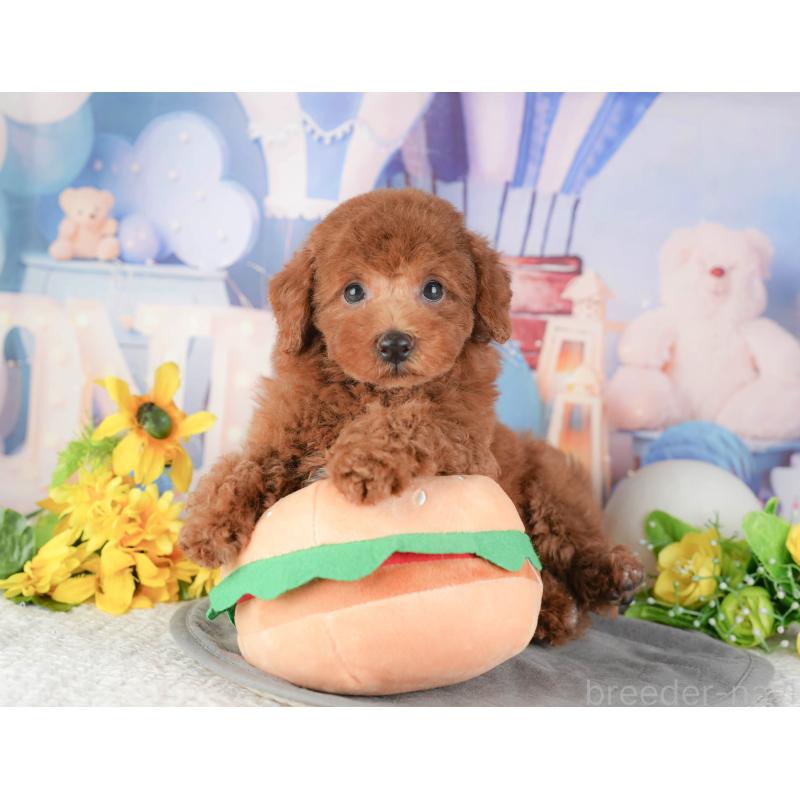 販売中の千葉県のトイプードル-448250の9枚目