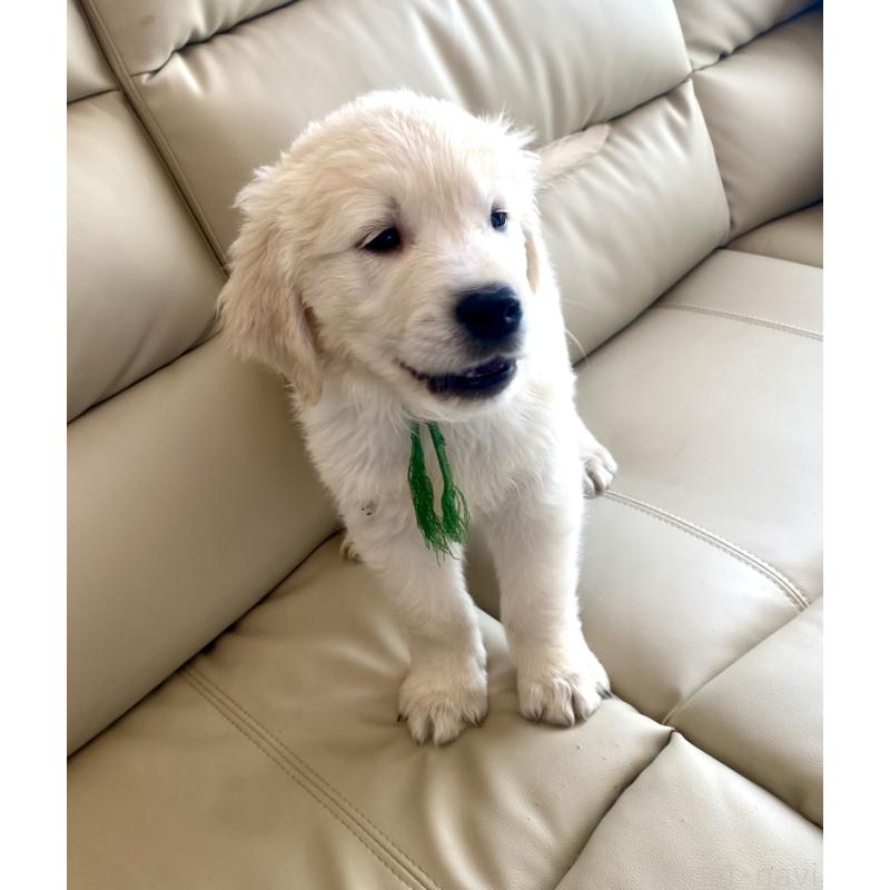 販売中の東京都のゴールデンレトリーバー-440376の21枚目