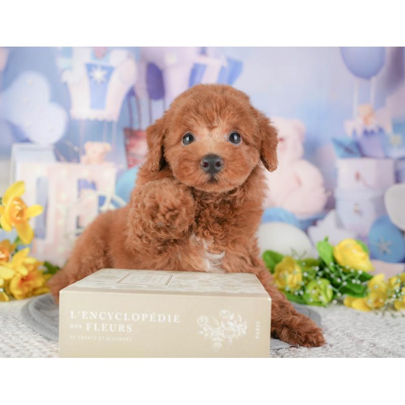 販売中の千葉県のトイプードル-448250の7枚目