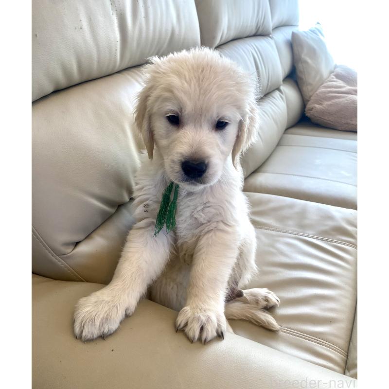 販売中の東京都のゴールデンレトリーバー-440376の19枚目