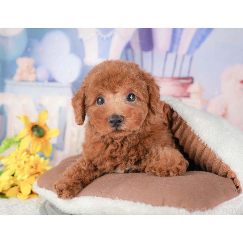 販売中の千葉県のトイプードル-448250の6枚目