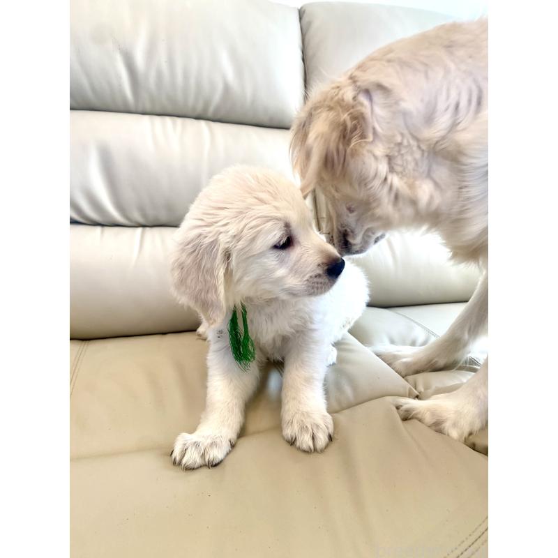 販売中の東京都のゴールデンレトリーバー-440376の18枚目