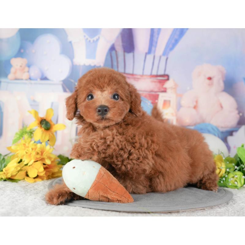 販売中の千葉県のトイプードル-448250の5枚目