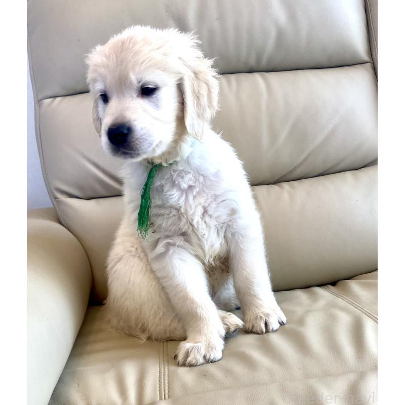 販売中の東京都のゴールデンレトリーバー-440376の17枚目