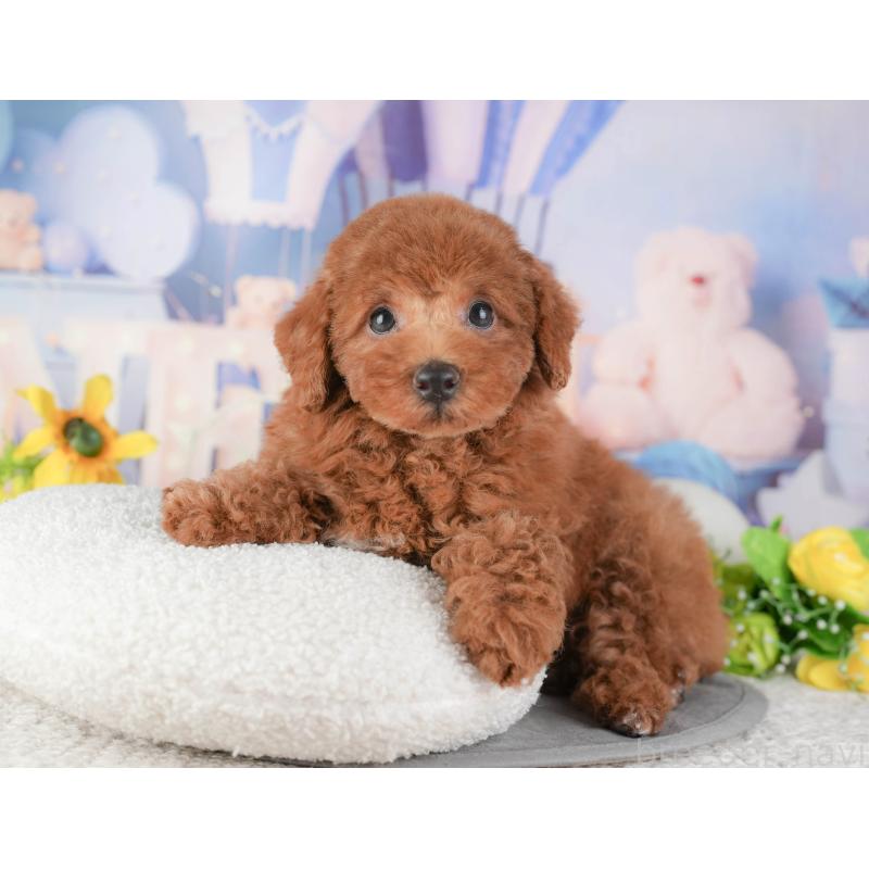 販売中の千葉県のトイプードル-448250の4枚目