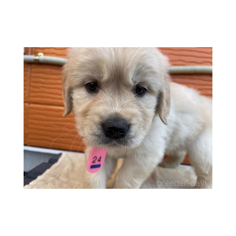 販売中の茨城県のゴールデンレトリーバー-447940の8枚目