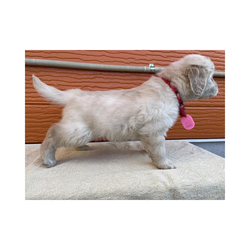 販売中の茨城県のゴールデンレトリーバー-447940の7枚目