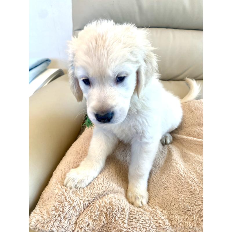 販売中の東京都のゴールデンレトリーバー-440376の16枚目