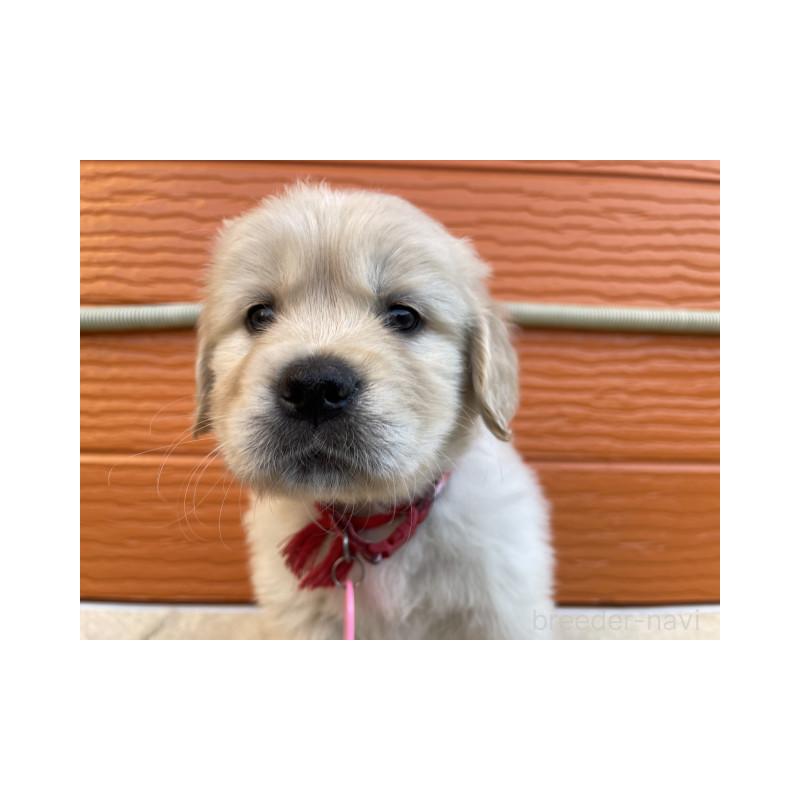 販売中の茨城県のゴールデンレトリーバー-447940の6枚目