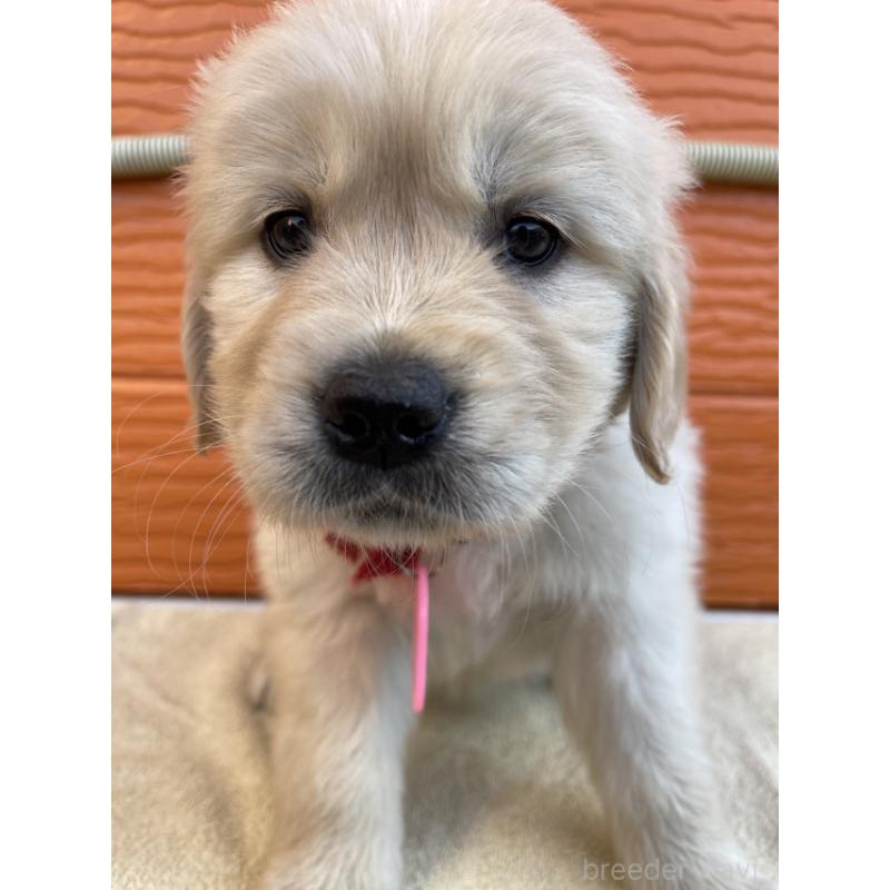 販売中の茨城県のゴールデンレトリーバー-447940の5枚目