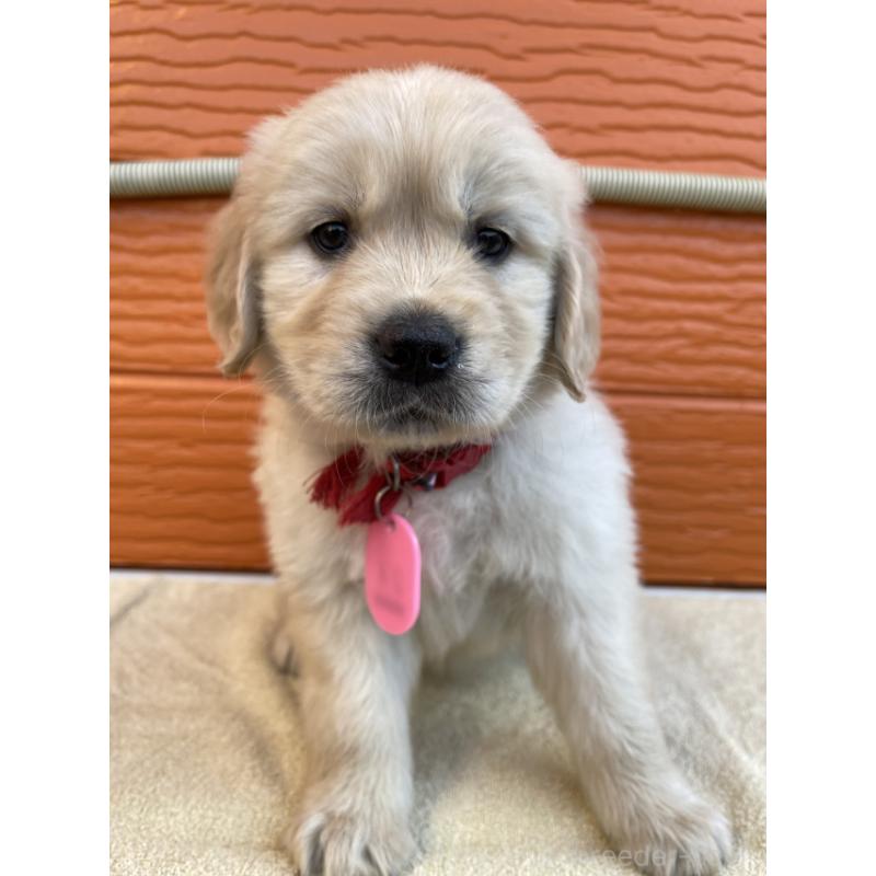 販売中の茨城県のゴールデンレトリーバー-447940の4枚目