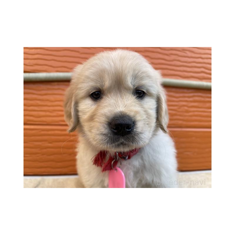 販売中の茨城県のゴールデンレトリーバー-447940の3枚目