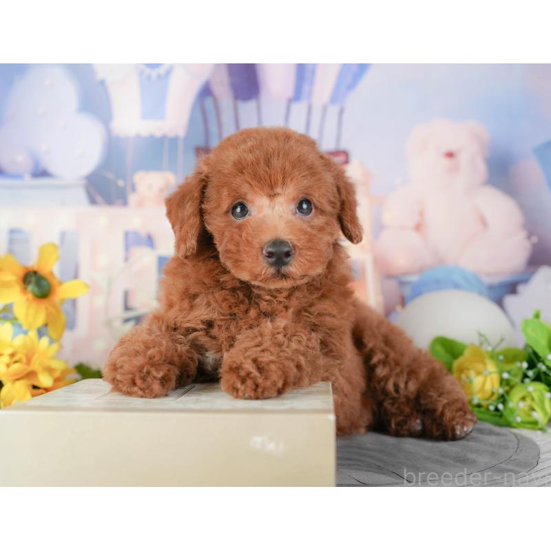 販売中の千葉県のトイプードル-448250の2枚目