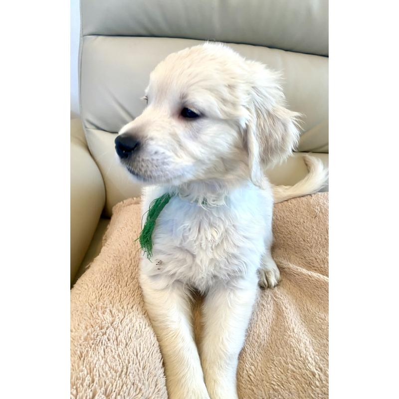 販売中の東京都のゴールデンレトリーバー-440376の14枚目