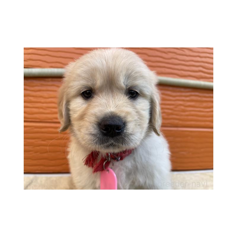 販売中の茨城県のゴールデンレトリーバー-447940の2枚目