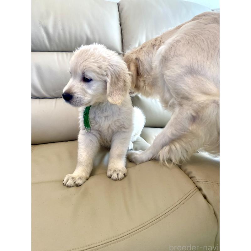 販売中の東京都のゴールデンレトリーバー-440376の13枚目