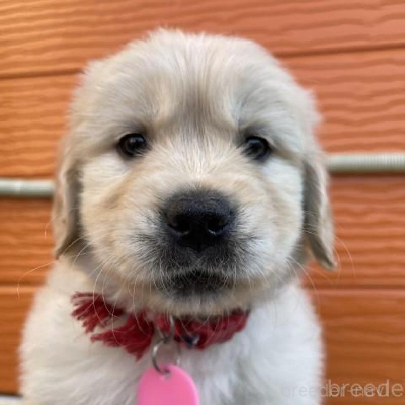 販売中の茨城県のゴールデンレトリーバー-447940の1枚目