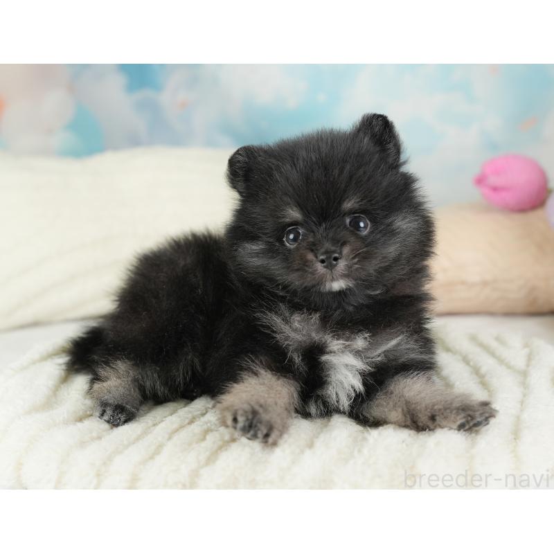 販売中の埼玉県のポメラニアン-448148の21枚目