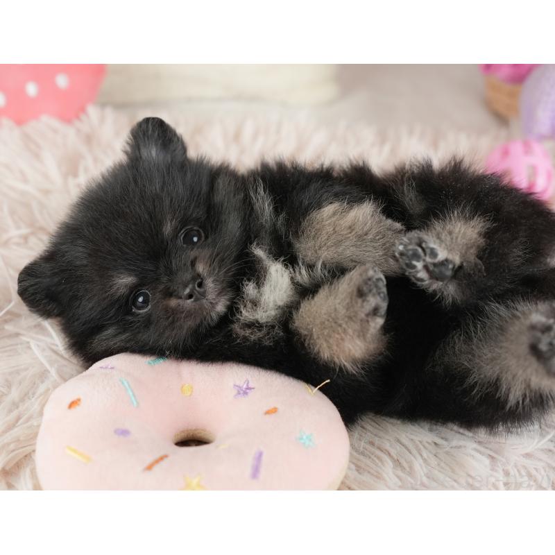 販売中の埼玉県のポメラニアン-448148の20枚目