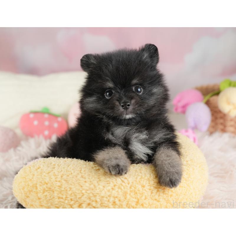 販売中の埼玉県のポメラニアン-448148の19枚目